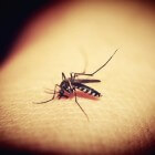 Infectieziekten die door muggen worden overgebracht